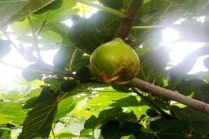 老徐家无花果采摘园